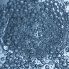 Zinc Gluconate