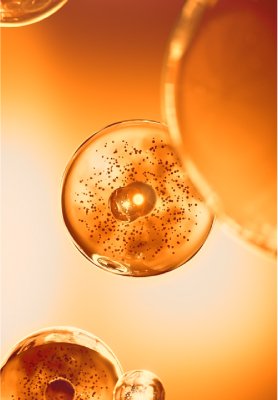 Anti-glycation actives*